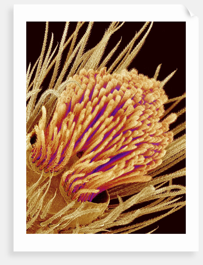 Hairs on the tip of the leg of a spider by Anonymous