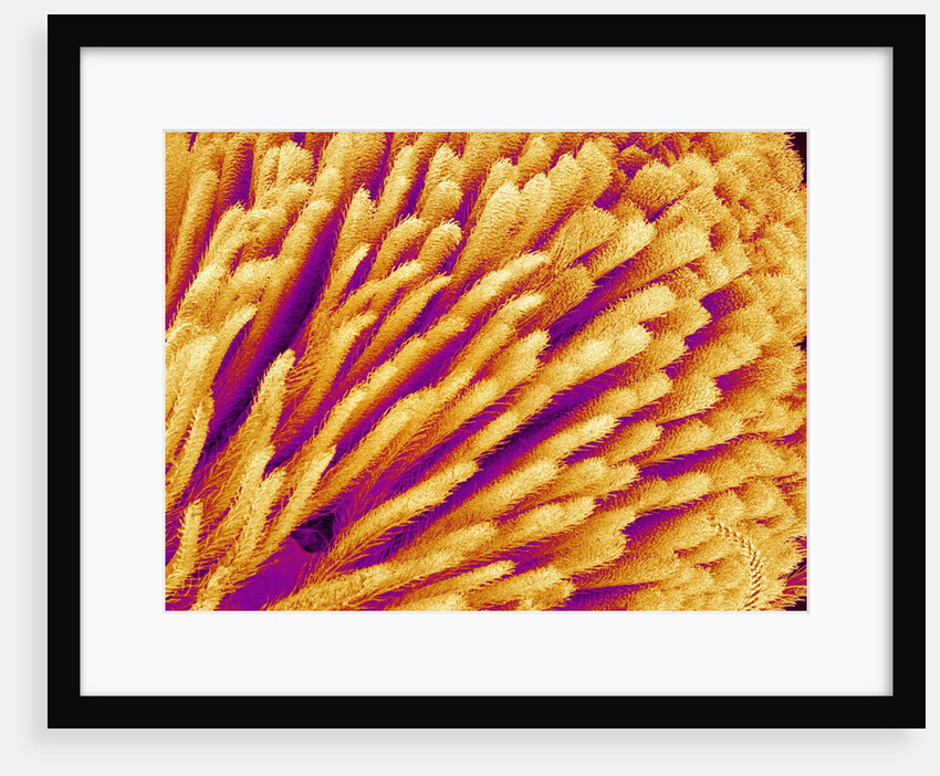 Hairs on the tip of the leg of a spider by Anonymous