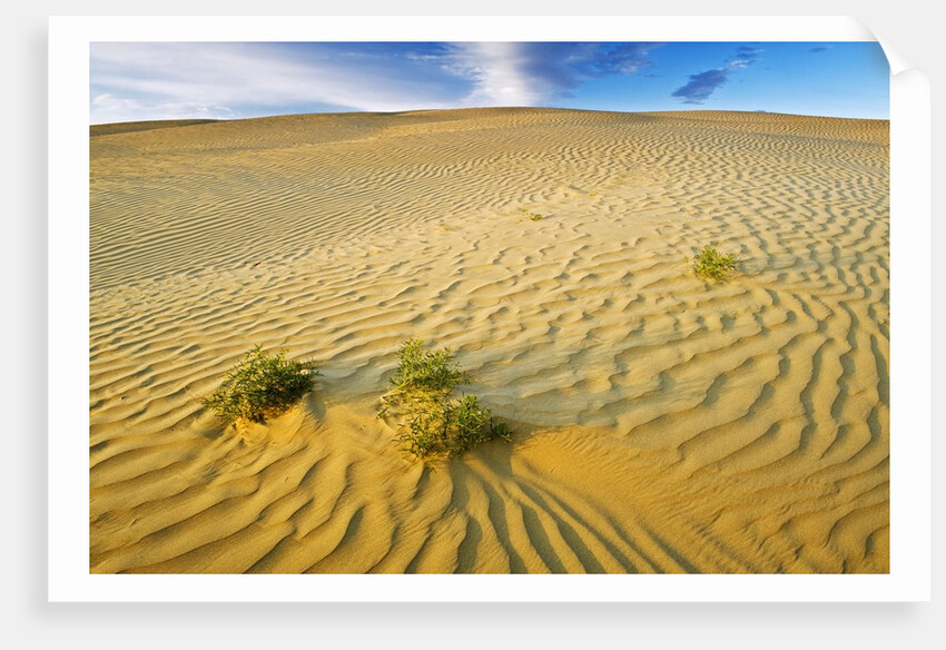 Pattern in sand dunes by Anonymous