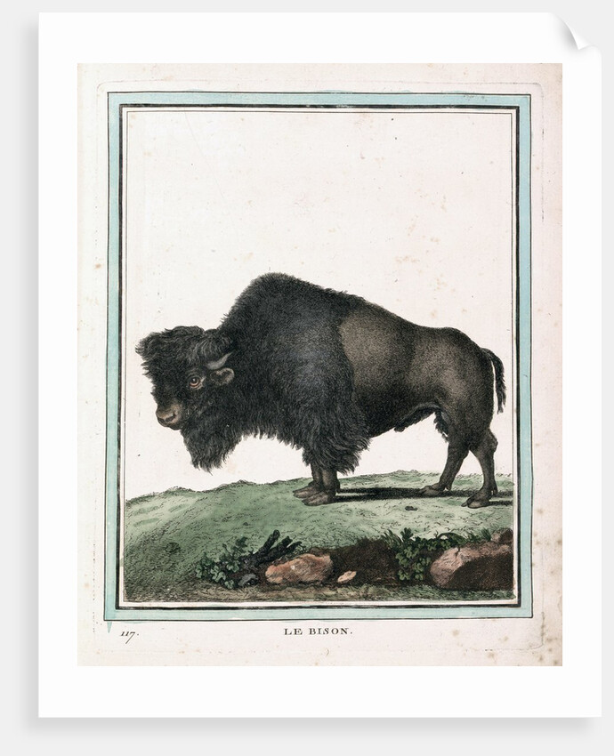 Le Bison illustration by Anonymous