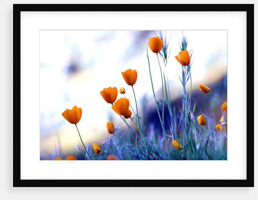 California poppies in Yosemite National Park by Anonymous