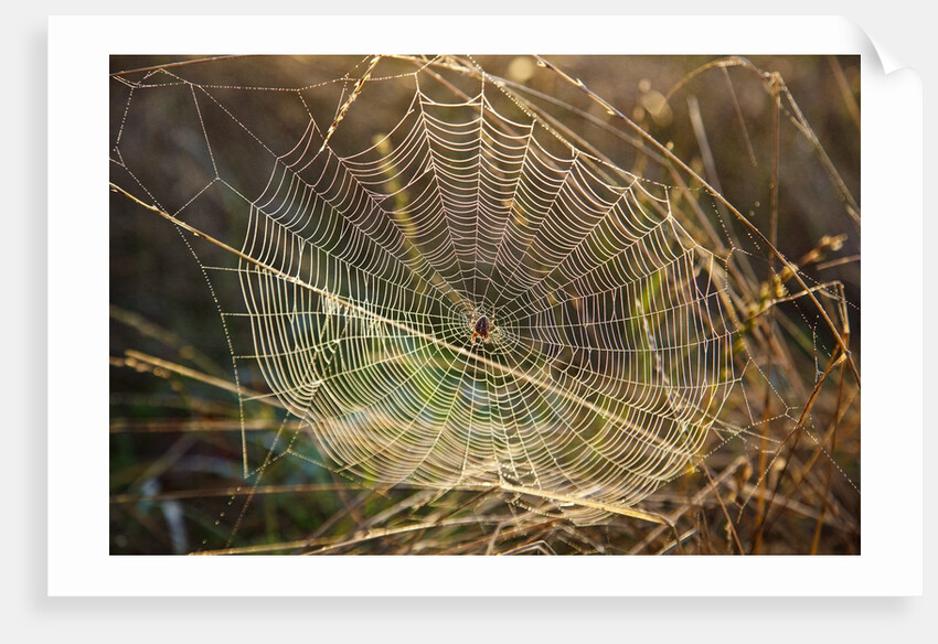 Dew on spider web on Mt. Hood by Anonymous