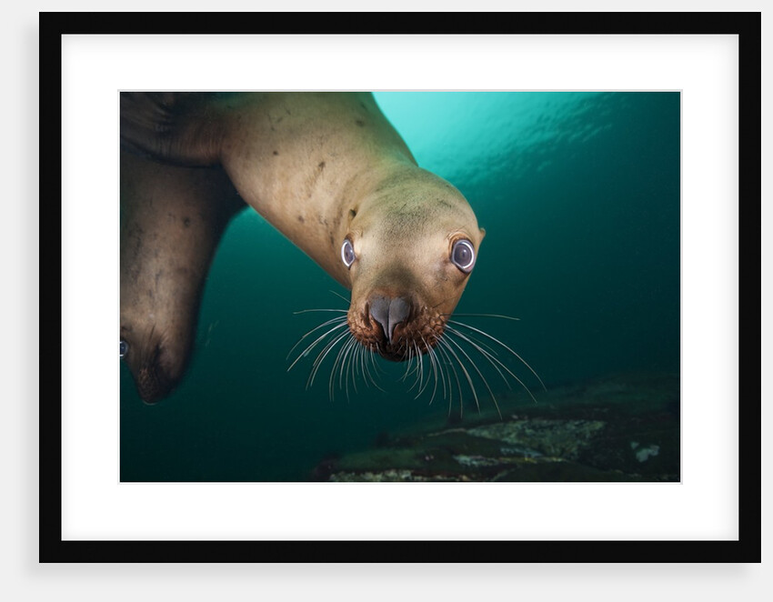 Steller sea lion underwater by Anonymous