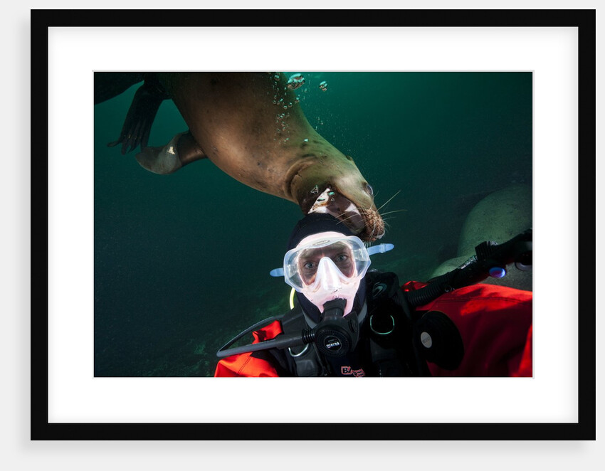 Self portrait of photographer with a Steller sea lion about to bite his head by Anonymous