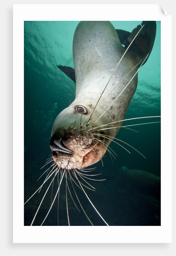 Curious Steller sea lion swimming underwater by Anonymous