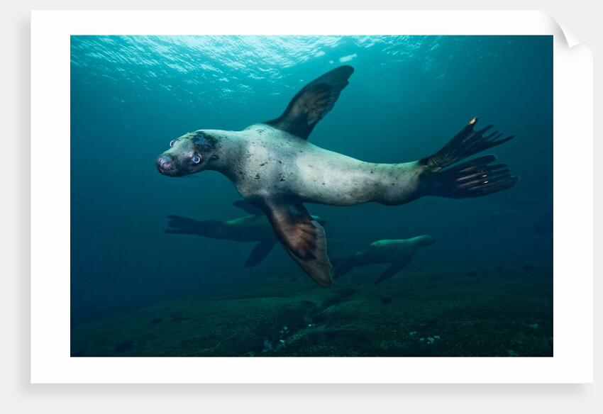 Swimming Steller sea lions by Anonymous