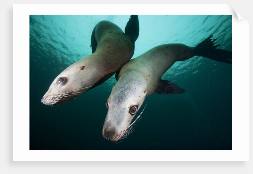 Steller sea lions by Anonymous