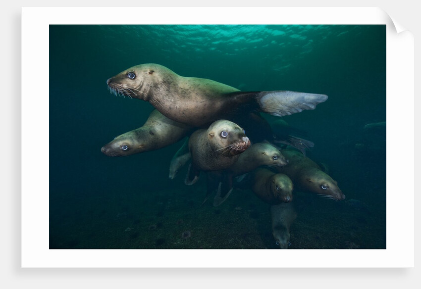 Steller sea lions swimming underwater by Anonymous