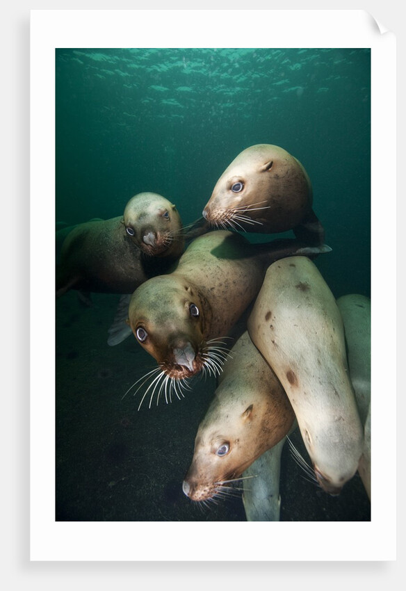 Swimming Steller sea lions by Anonymous