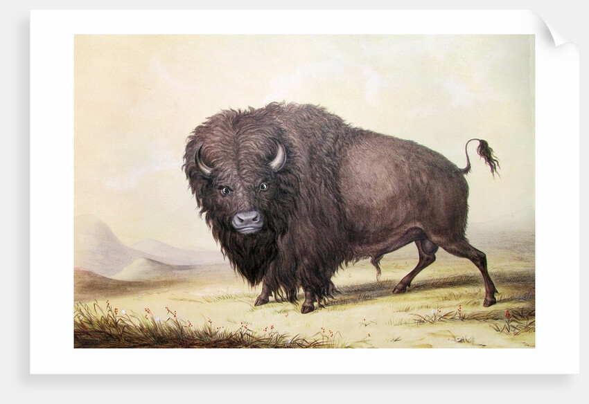 Bull Buffalo by George Catlin