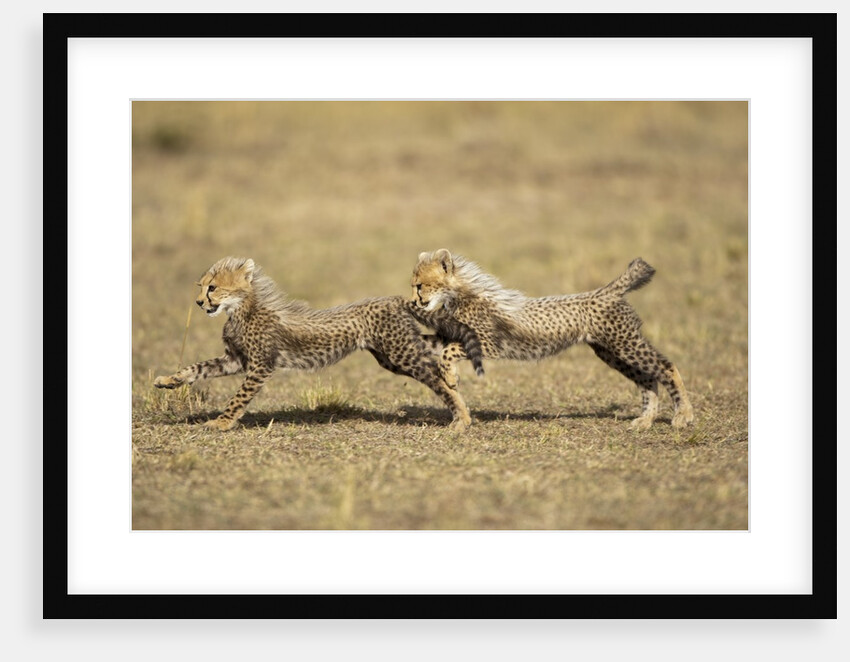 Cheetah cubs playing on savanna by Anonymous