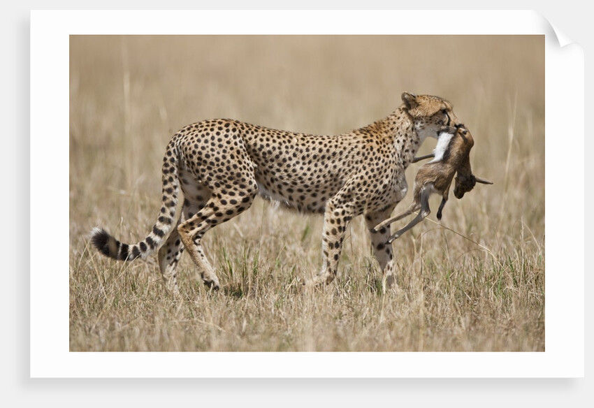 Cheetah carrying Thomson's Gazelle calf kill by Anonymous