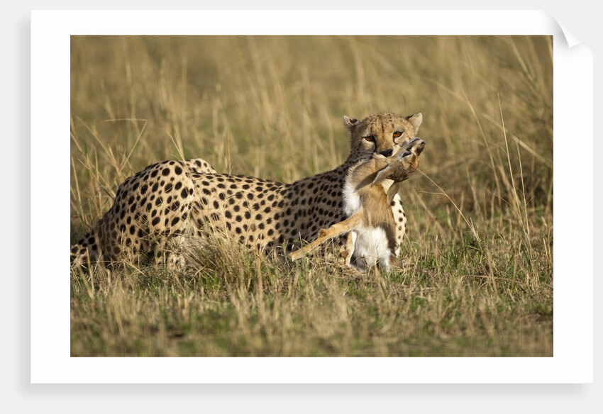 Cheetah with baby Thomson's gazelle by Anonymous