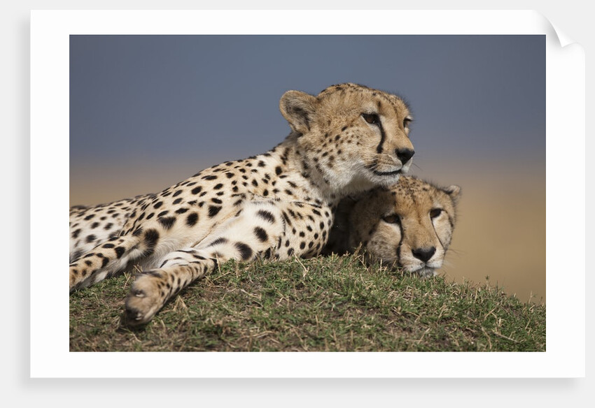 Cheetahs resting on termite mound by Anonymous