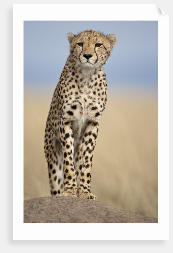 Cheetah on termite mound by Anonymous