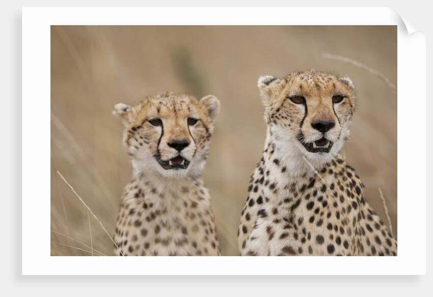 Cheetahs in tall grass by Anonymous