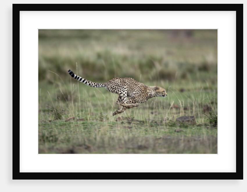 Adolescent Cheetah cub running in Masai Mara National Reserve by Anonymous