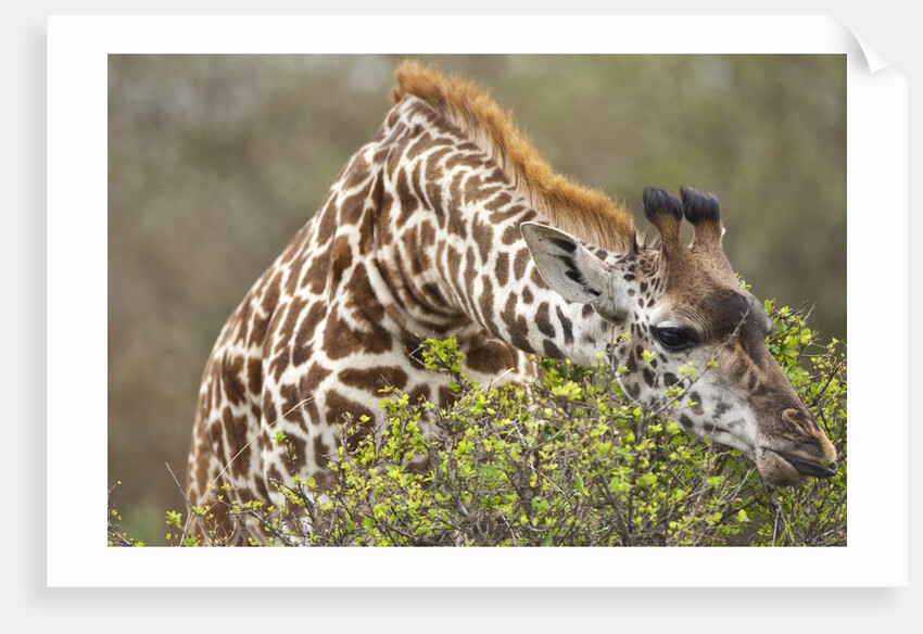 Giraffe feeding on bush in Masai Mara National Reserve by Anonymous