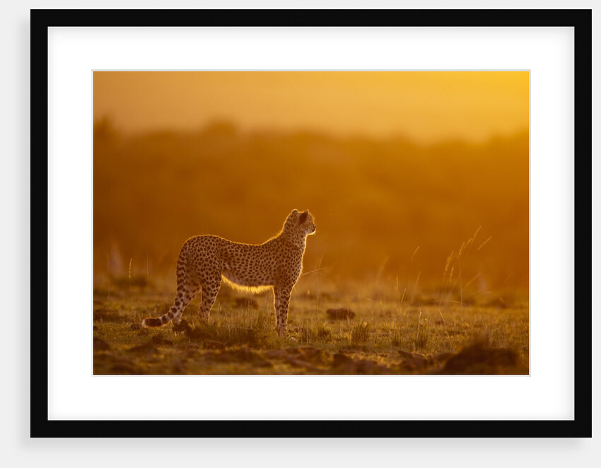 Cheetah on savanna at sunrise by Anonymous