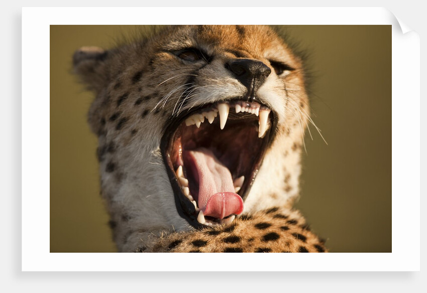 Cheetah yawning by Anonymous