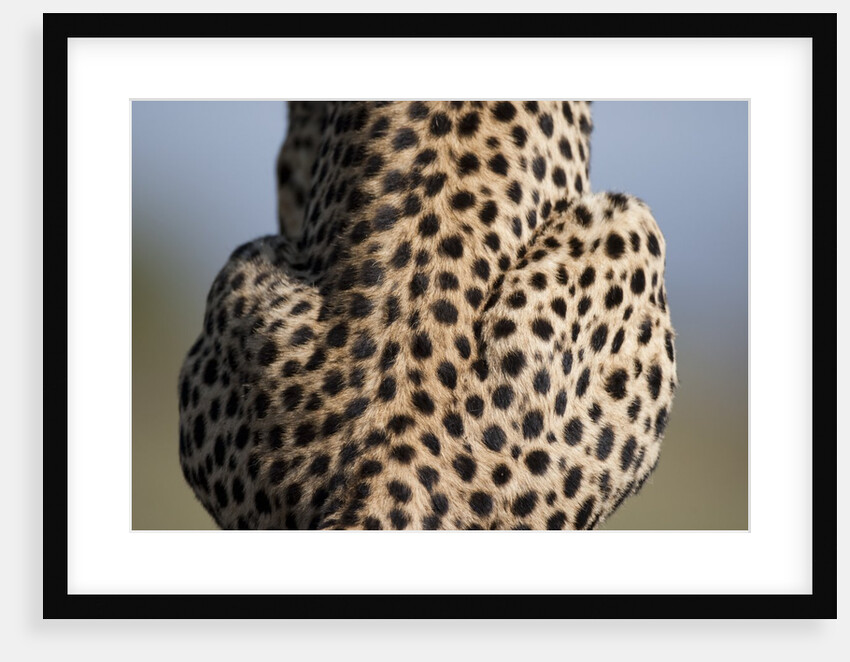 Back of sitting cheetah by Anonymous
