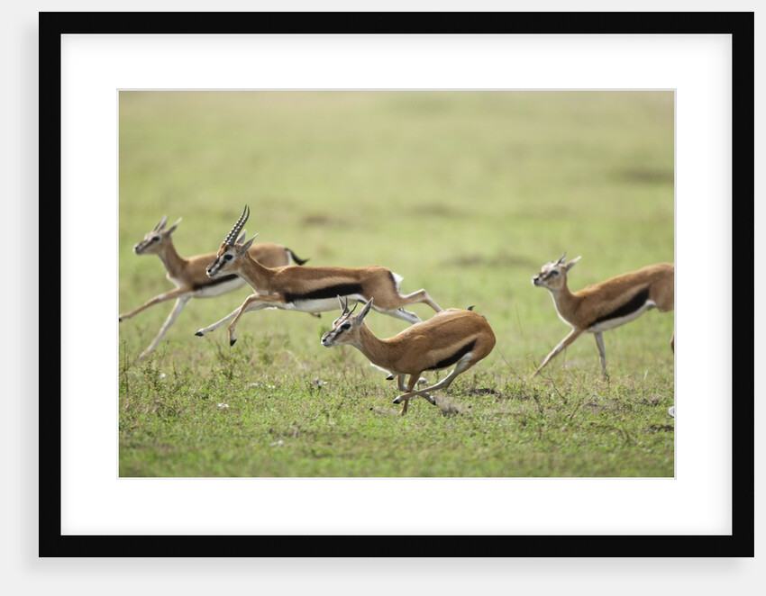 Thomson's Gazelles running from stalking cheetah by Anonymous