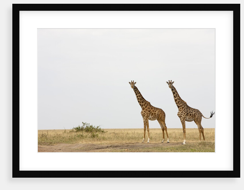 Giraffes in Masai Mara National Reserve by Anonymous