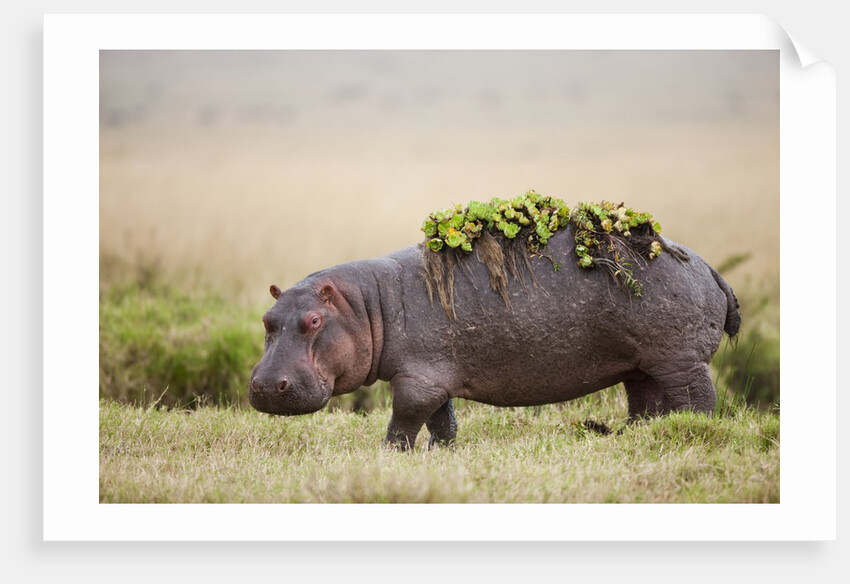 Hippopotomaus walking on savanna with water plants on it's back by Anonymous