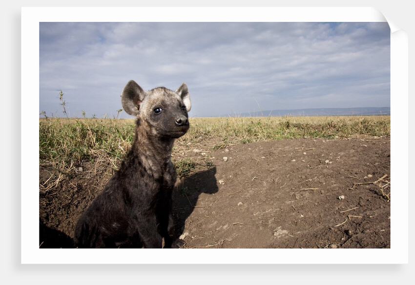 Spotted Hyena pup by den in Masai Mara National Reserve by Anonymous