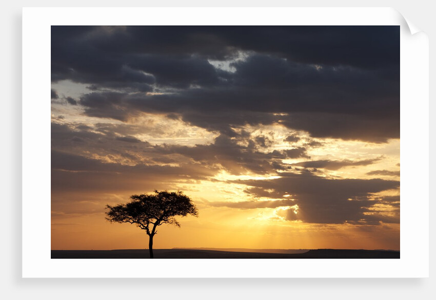 Acacia tree at sunset by Anonymous