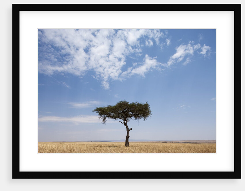Lone Acacia tree in savanna by Anonymous