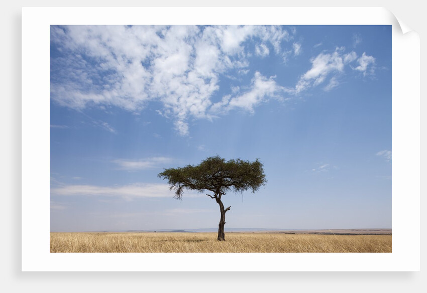 Lone Acacia tree in savanna by Anonymous