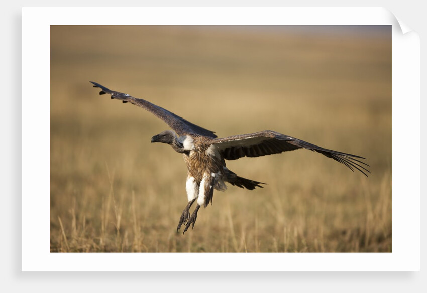 Whitebacked Vulture landing near carcass during Serengeti Migration by Anonymous