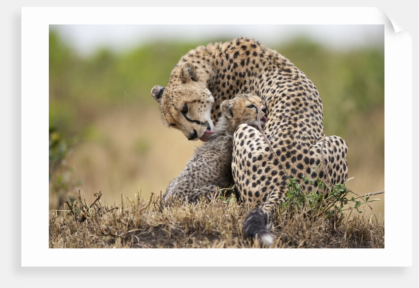 Cheetah grooming cub in Masai Mara National Reserve by Anonymous