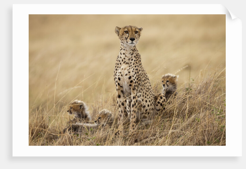 Female cheetah with cubs in tall grass by Anonymous