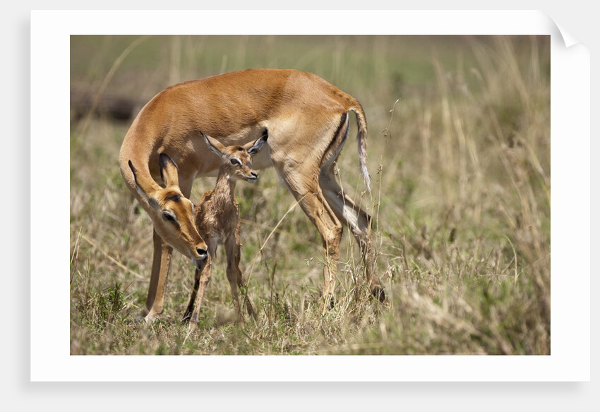 Impala cleaning newborn calf by Anonymous