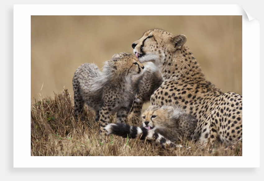 Cheetah grooming cub in Masai Mara National Reserve by Anonymous