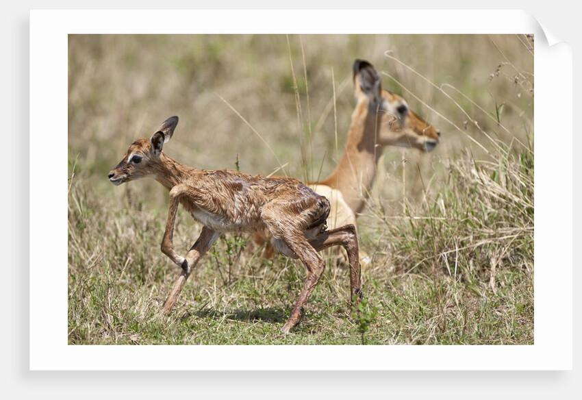 Newborn Impala taking first steps by Anonymous