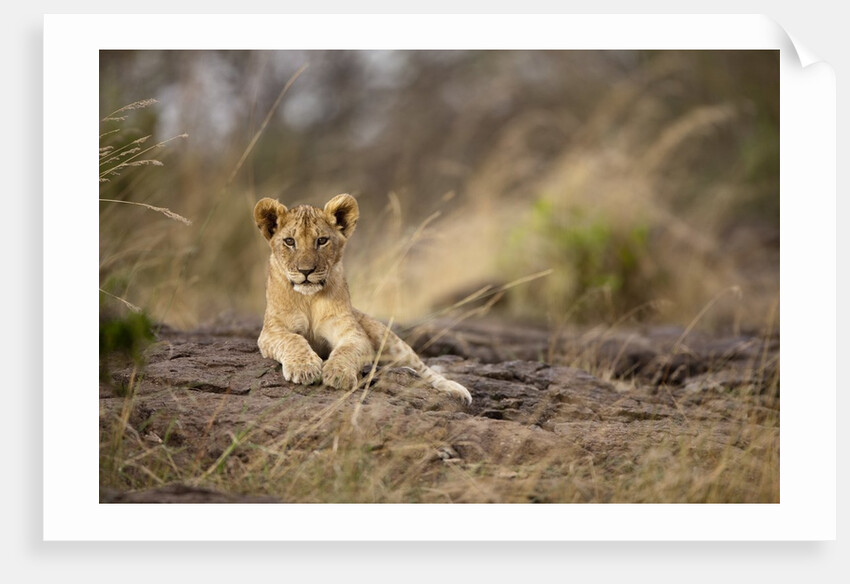 Lion cub resting on rocky outcrop in tall grass by Anonymous
