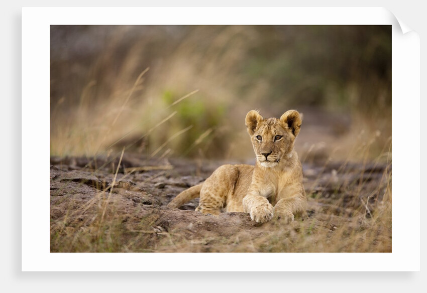 Lion cub resting on rocky outcrop in tall grass by Anonymous