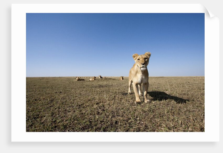 Curious lion approaching on savanna by Anonymous