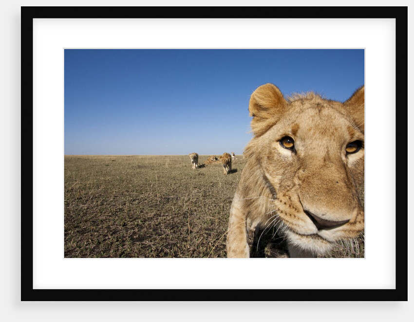 Curious adolescent male lion approaching by Anonymous