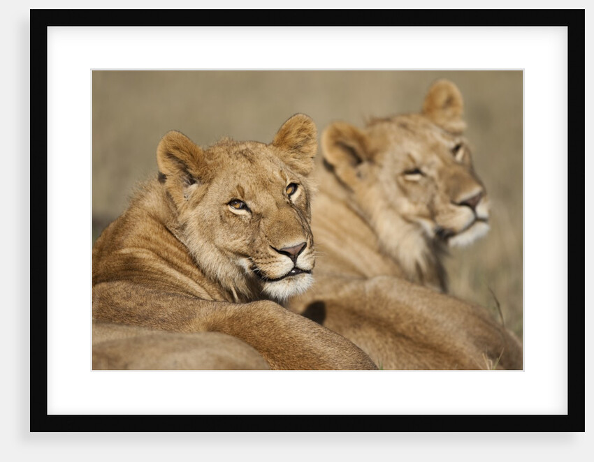 Lions resting in morning sun in Masai Mara National Reserve by Anonymous