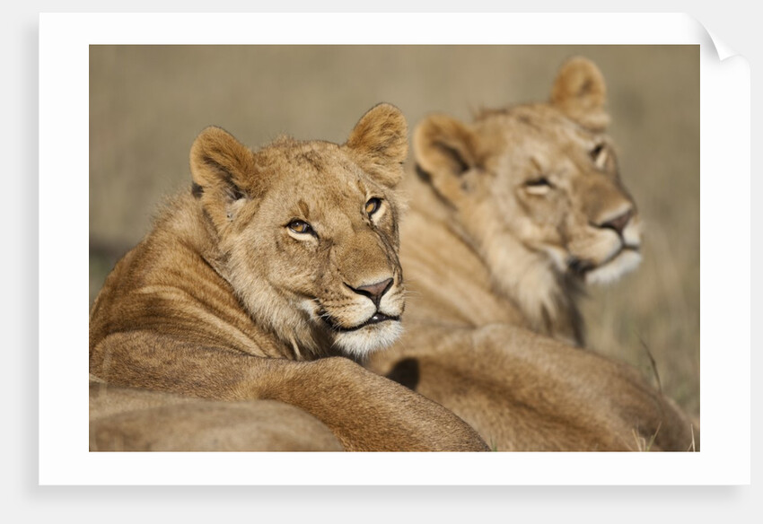 Lions resting in morning sun in Masai Mara National Reserve by Anonymous