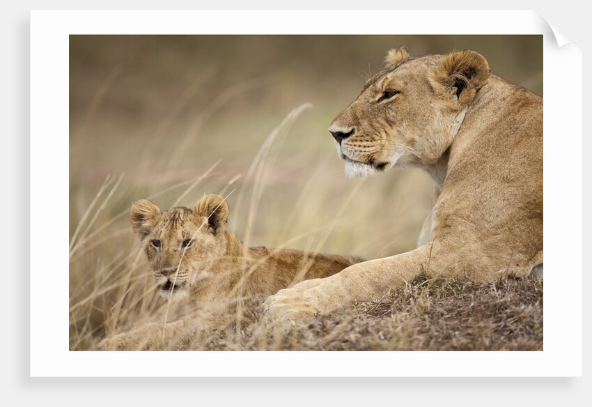 Lioness with cub in Masai Mara National Reserve by Anonymous