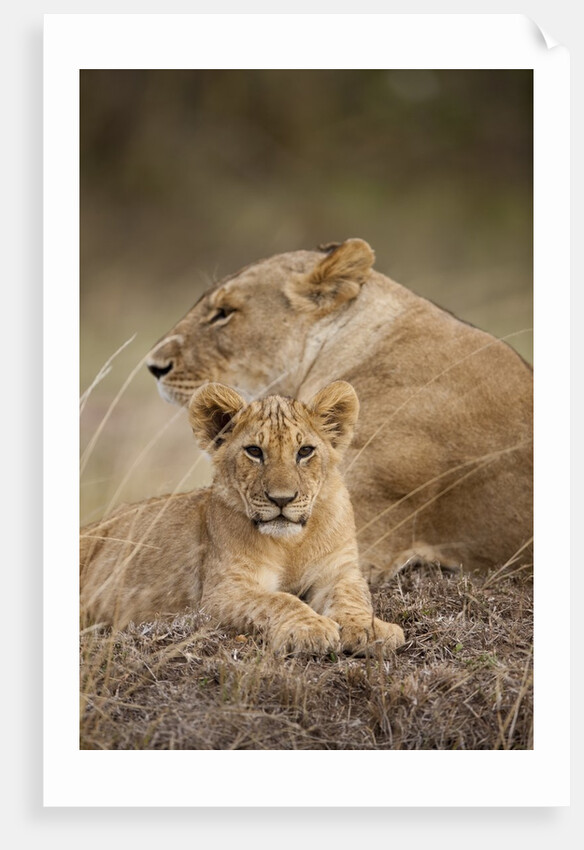 Lioness and cub by Anonymous