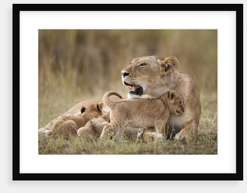 Lioness nursing cubs in Masai Mara National Reserve by Anonymous