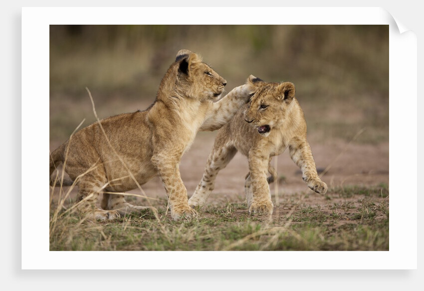 Lion cubs playing by Anonymous