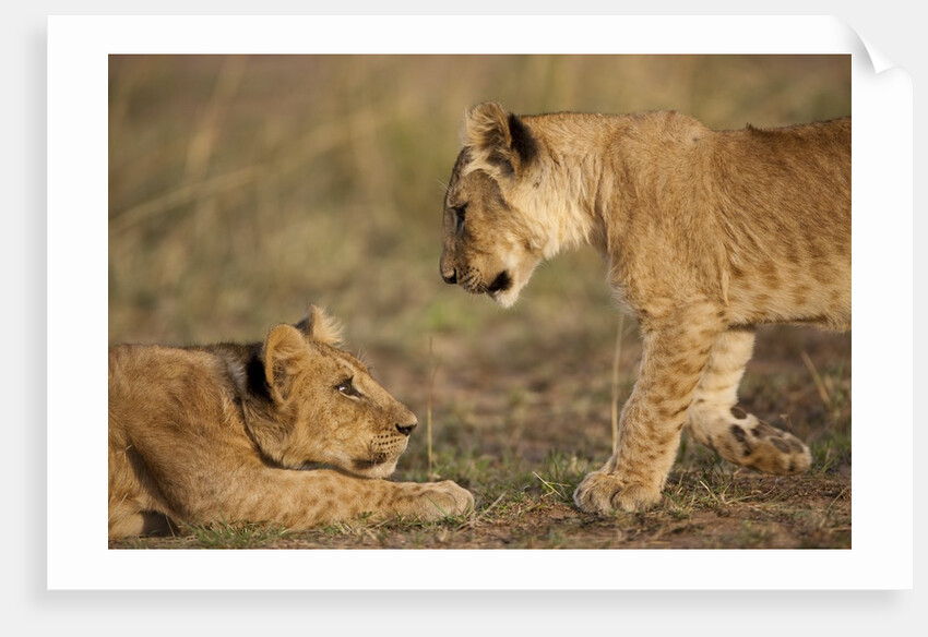 Lion cubs playing by Anonymous