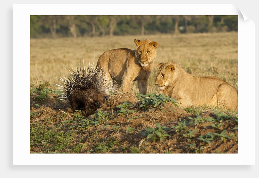 Youngs lion stalking porcupine by Anonymous